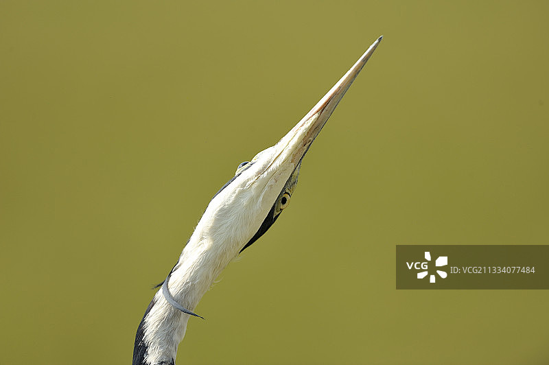 肯尼亚马赛马拉国家保护区黑头鹭肖像图片素材