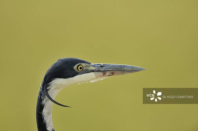 肯尼亚马赛马拉国家保护区黑头鹭肖像图片素材