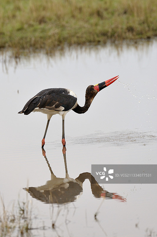 非洲秃鹳在肯尼亚马赛马拉国家保护区饮水图片素材