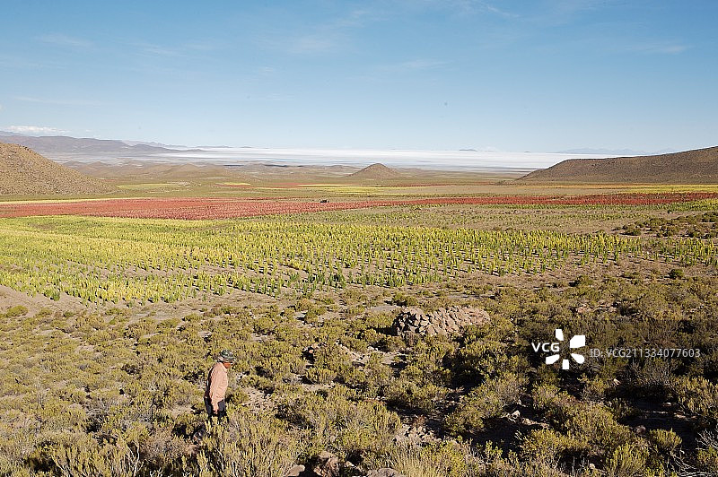 玻利维亚有机公平贸易藜麦田图片素材