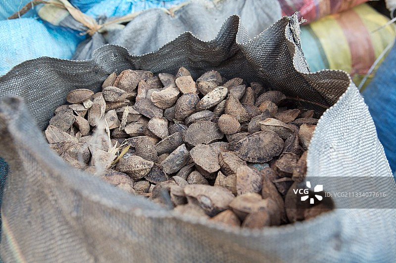 来自奇科·门德斯自然保护区的巴西坚果图片素材