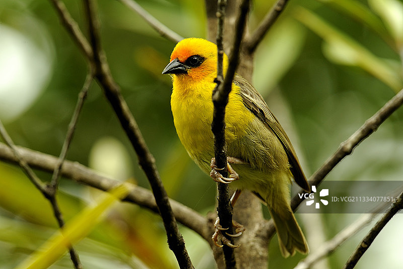 罗德里格斯岛上的雄性福迪鸟图片素材