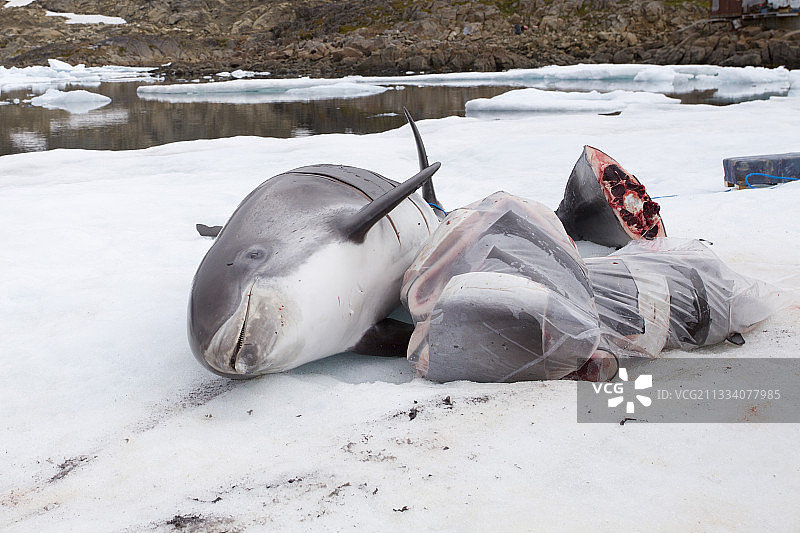 格陵兰白喙斑纹海豚尸体图片素材