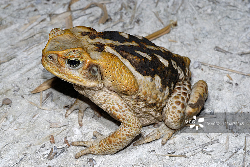 巨型海蟾蜍成年水牛图片素材