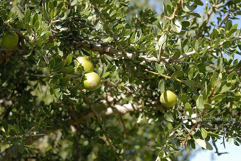 摩洛哥阿加迪尔周围树上的摩洛哥坚果图片素材