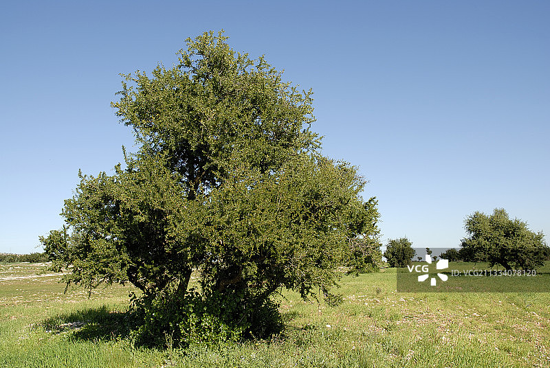 摩洛哥阿加迪尔周边树上的果核油图片素材