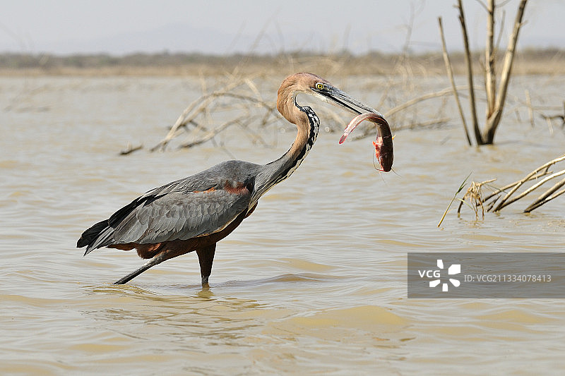 肯尼亚巴林戈湖巨鹭口含鲶鱼图片素材
