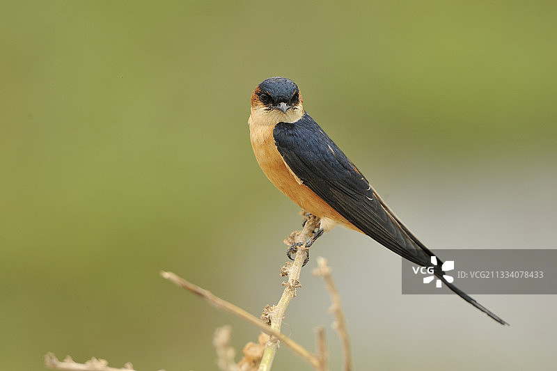 肯尼亚安博塞利国家公园树枝上的金腰燕图片素材