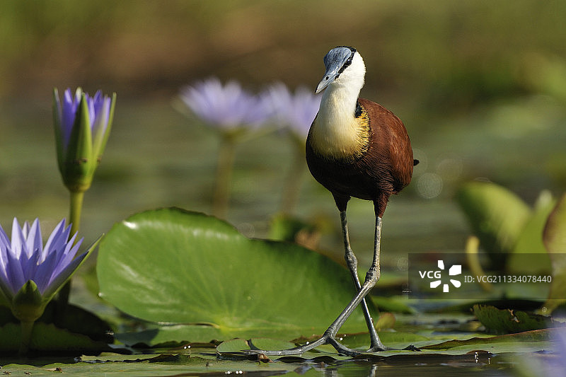 在睡莲上行走的非洲水雉图片素材