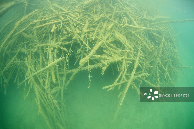 欧洲海狸在法国的洞穴水入口图片素材