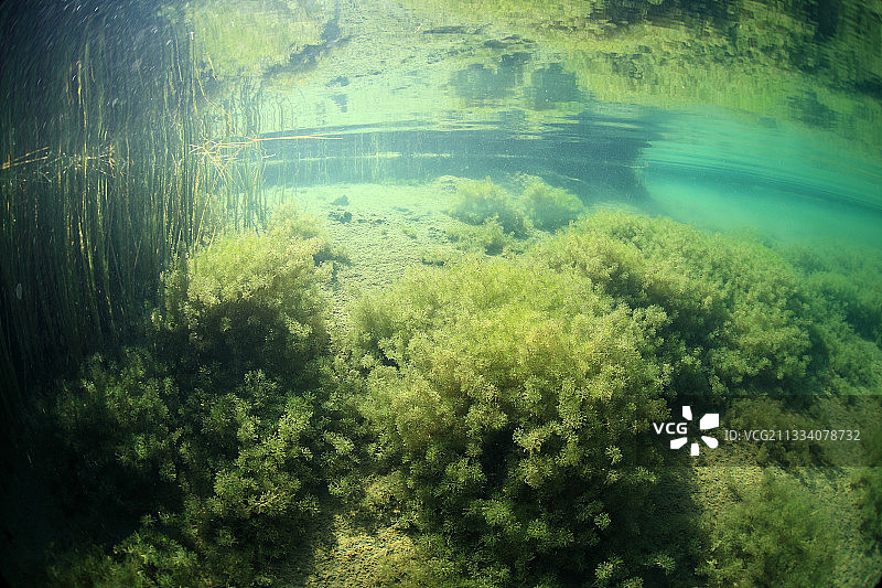 法国清澈湖底的水生植物图片素材