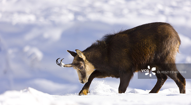 意大利阿尔卑斯山格兰帕拉迪索的欧洲盘羊在刨雪图片素材