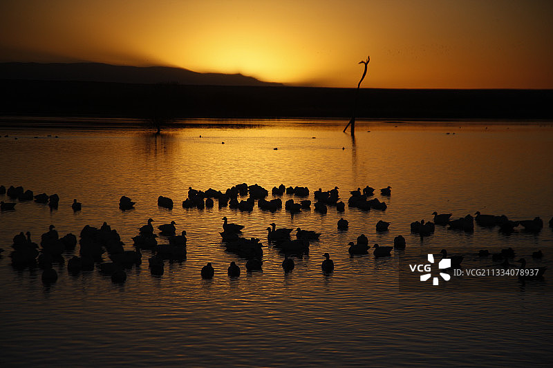 黄昏时分栖息在新墨西哥州博斯克德尔阿帕契的雪雁图片素材