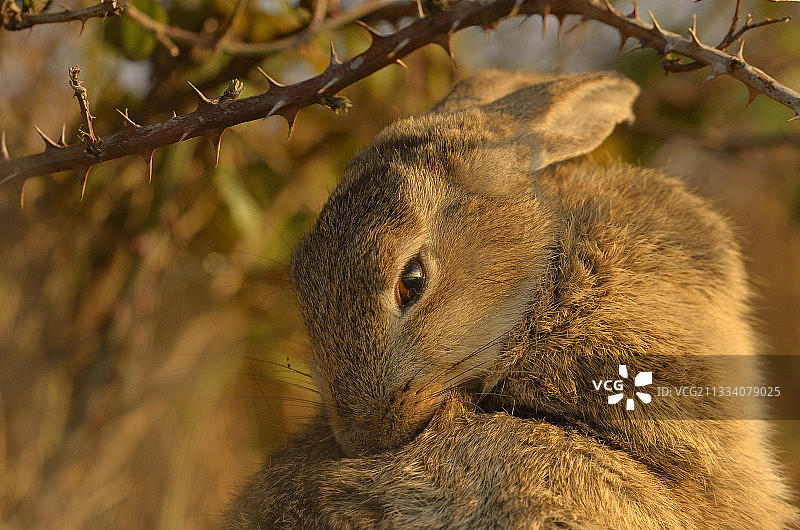 法国布列塔尼沼泽地的野兔图片素材