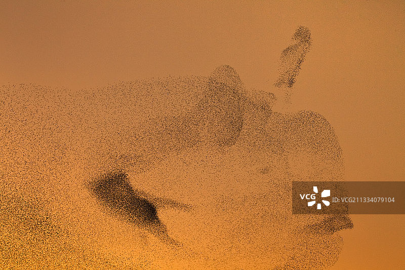 聚集在一起过冬的欧洲八哥，法国图片素材