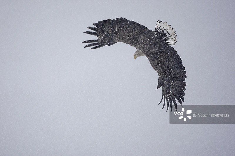雪中飞翔的白尾海雕，日本图片素材