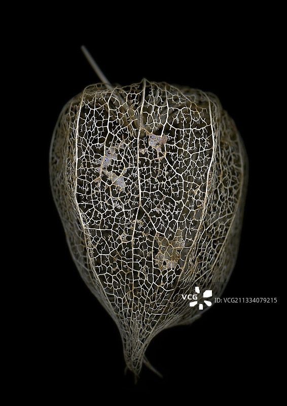 黑色背景上的酸浆花萼图片素材