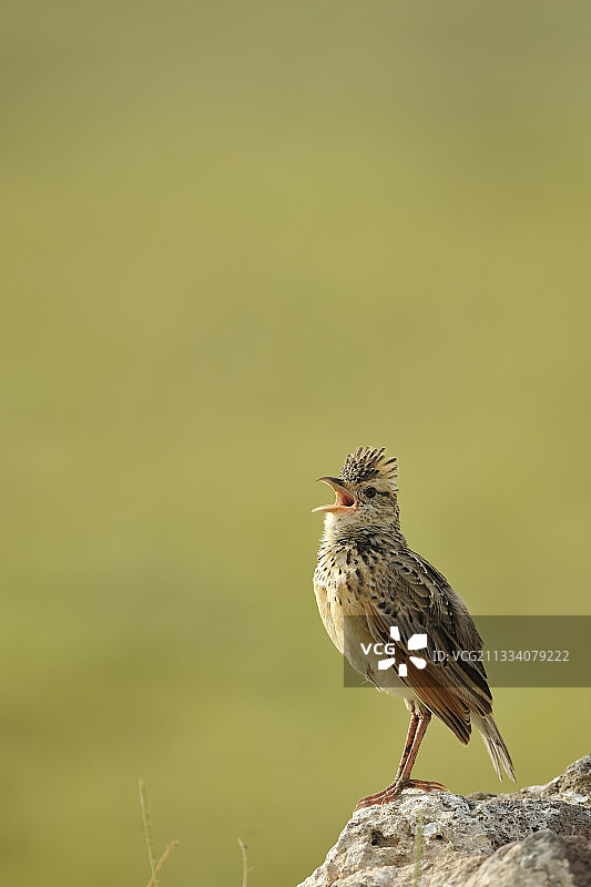 红颈歌百灵栖息在坦桑尼亚岩石上图片素材