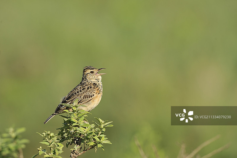 坐在灌木上的棕颈云雀，坦桑尼亚图片素材