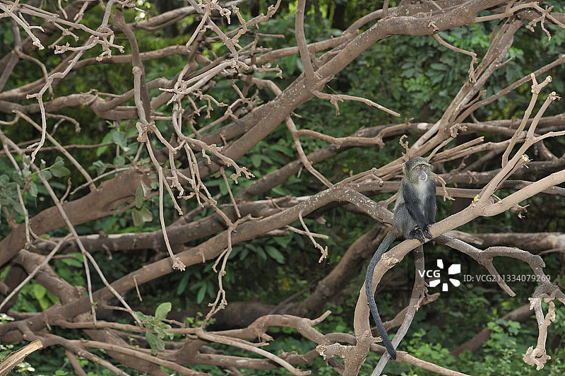 坦桑尼亚马尼亚拉湖国家公园树枝上的蓝猴图片素材