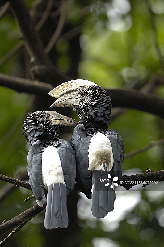 坦桑尼亚树枝上的两只银颊犀鸟图片素材