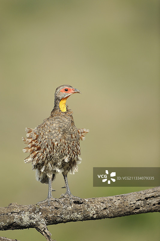 坦桑尼亚树枝上喷叫的黄颈 spurfowl 鸟图片素材