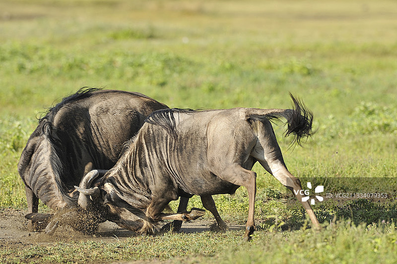 坦桑尼亚恩戈罗恩戈罗的角马打斗图片素材