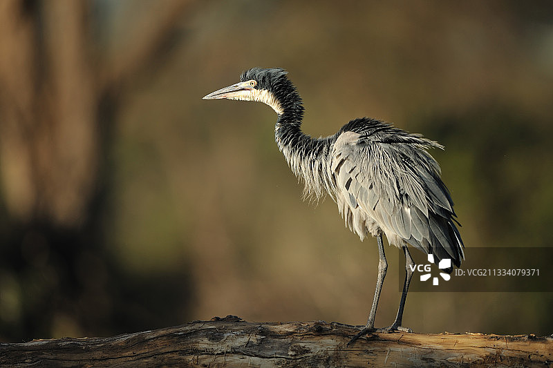 黑头鹭在坦桑尼亚的树干上图片素材