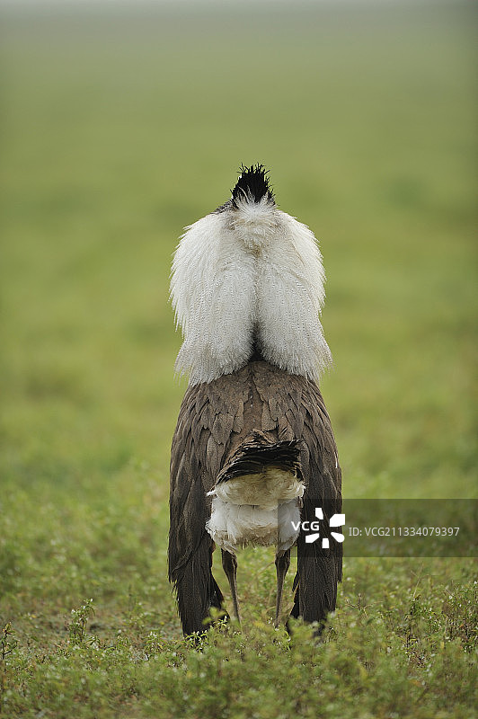 恩戈罗恩戈罗草原的柯利鸨雄鸟图片素材