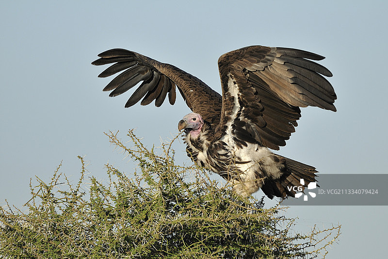 坦桑尼亚：非洲秃鹫在荆棘上张开翅膀图片素材