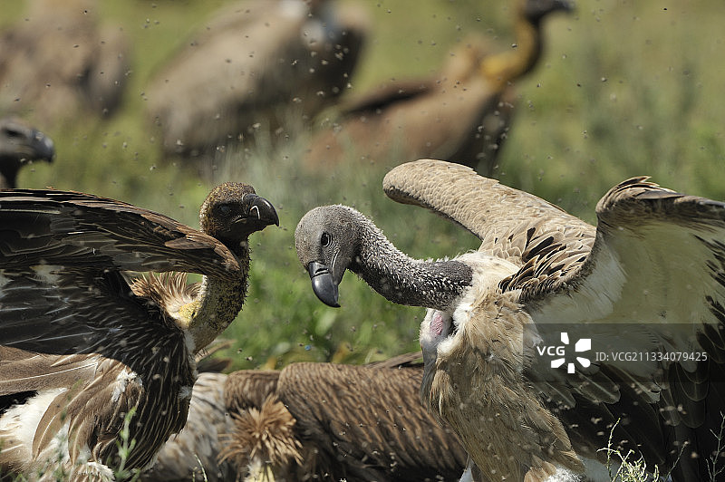 坦桑尼亚腐肉上的白背兀鹫图片素材
