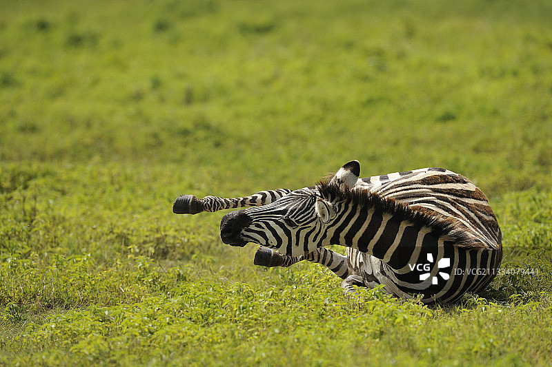 躺在坦桑尼亚草地上的斑马图片素材
