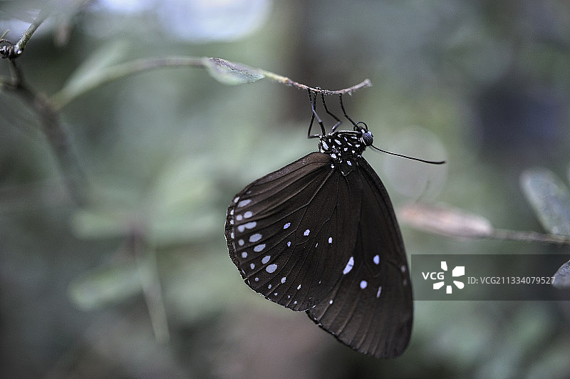 法国蝴蝶馆植物上的蝴蝶图片素材