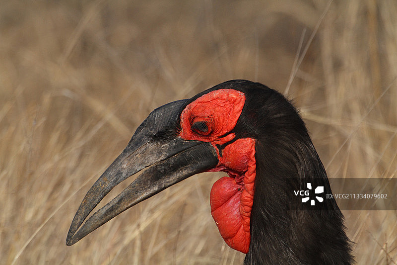 南非雄性南方地犀鸟的肖像图片素材