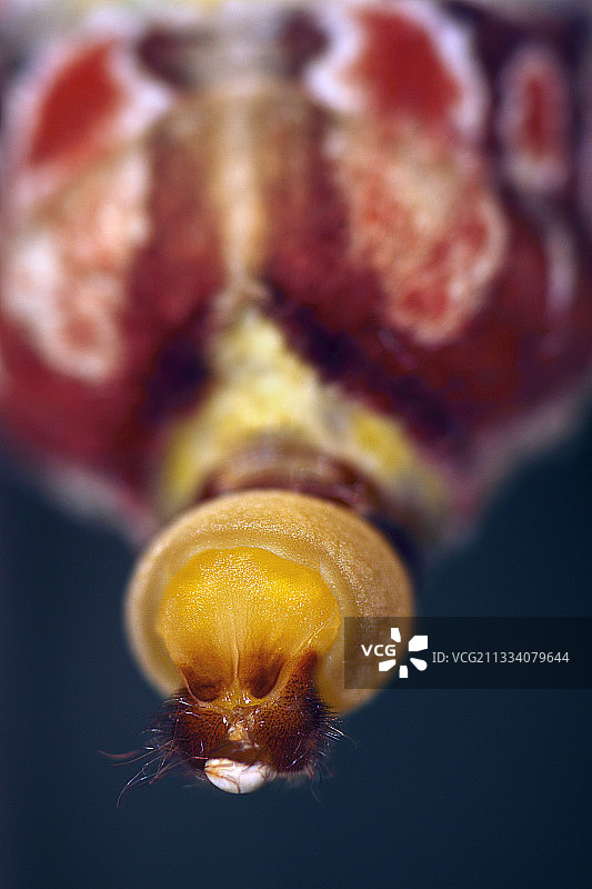 蝴蝶屋图片素材