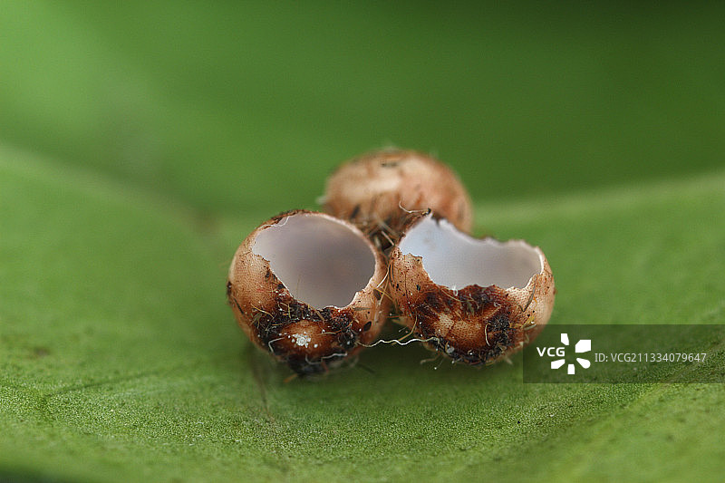 蝴蝶屋图片素材