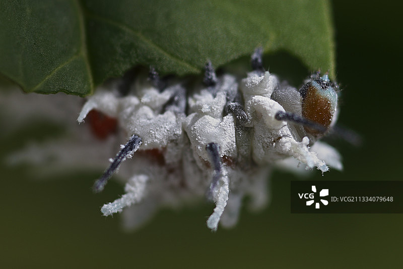 蝴蝶屋图片素材