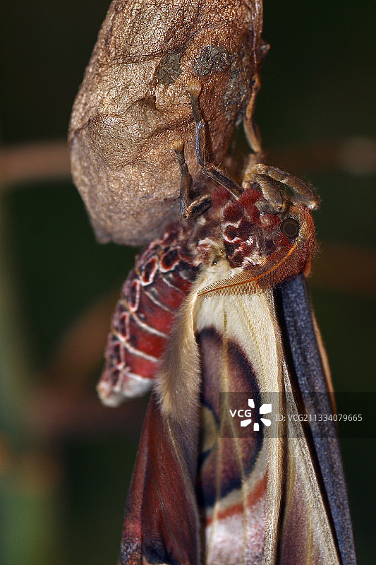 破茧而出，伸展翅膀的巨型皇蛾图片素材