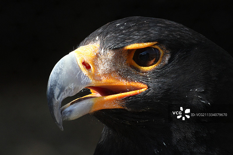 南非的非洲冕雕图片素材