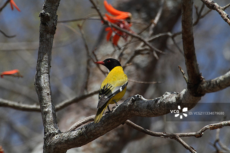 南非树上的Hamerkop鸟巢图片素材