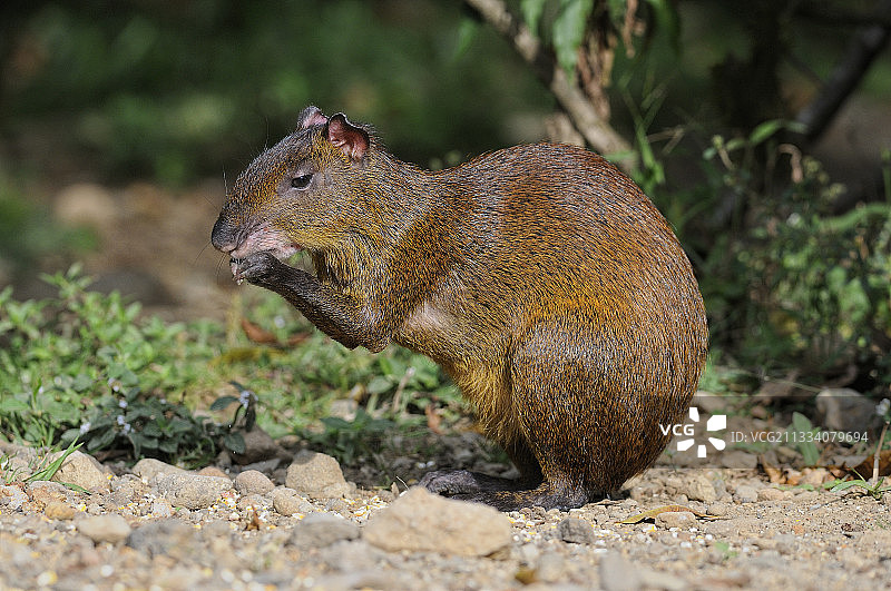 中美洲刺豚鼠在哥斯达黎加吃东西图片素材