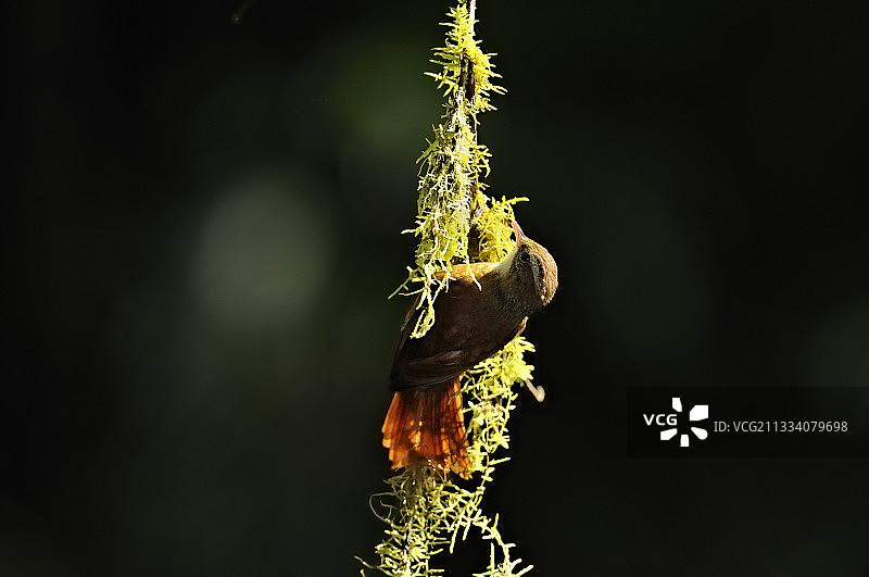 红脸旋木雀栖息在哥斯达黎加的藤蔓上图片素材