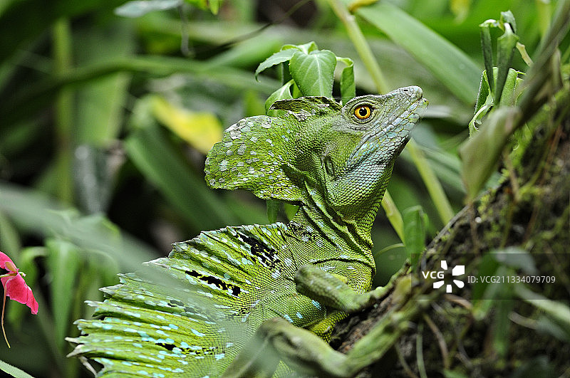 伪装在哥斯达黎加植被中的绿色蛇怪图片素材