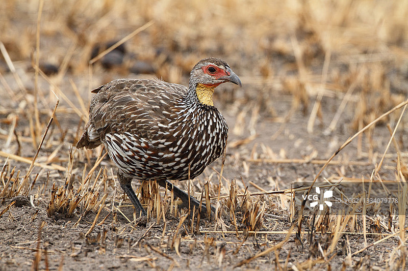 坦桑尼亚觅食的黄颈马 spurfowl图片素材