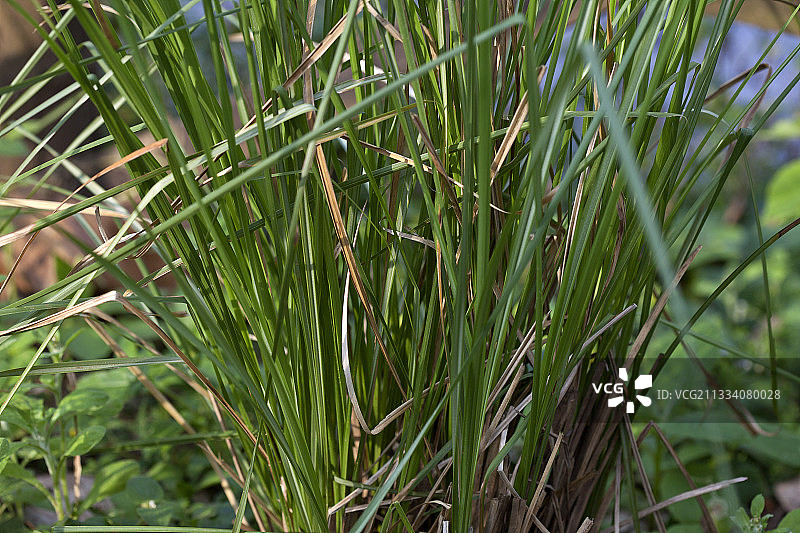 香根草（印度喀拉拉邦）图片素材
