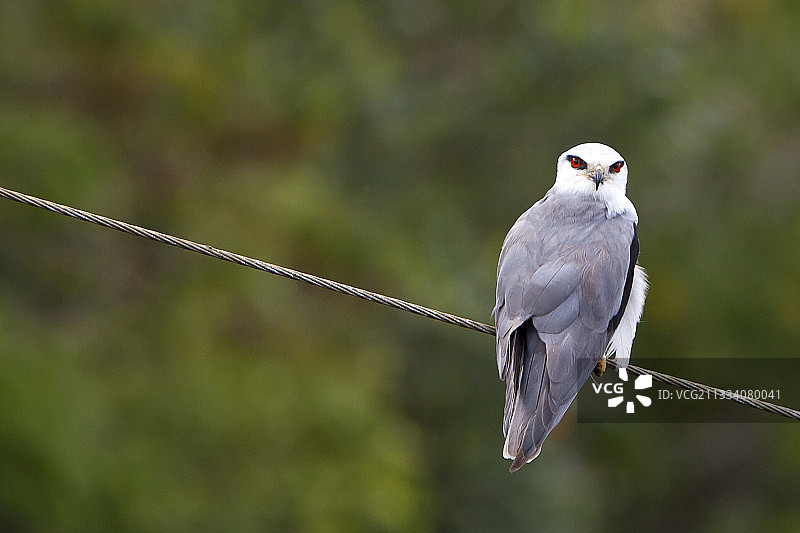 佩里亚尔野生动物保护区电线上的Elanion鸟，印度喀拉拉邦图片素材