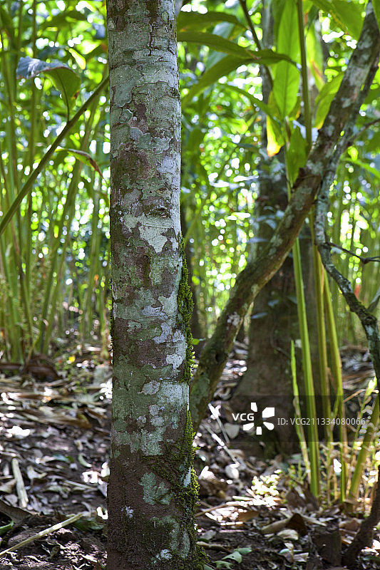 喀拉拉邦肉桂树干图片素材