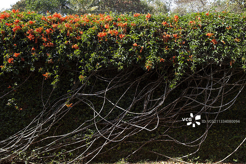 喀拉拉邦火焰藤花，印度图片素材