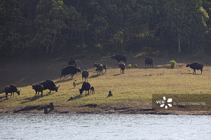 印度喀拉拉邦佩里亚尔野生动物保护区岸边的白肢野牛图片素材