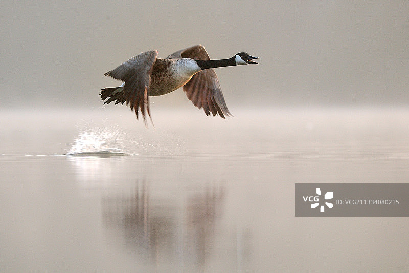 飞越比利时班布瓦湖的加拿大雁图片素材